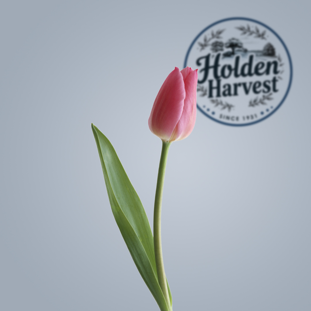 Tulip-pink